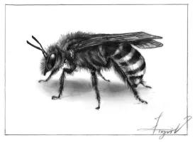 Sweat Bee thumbnail