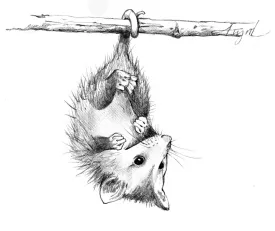 Opossum thumbnail