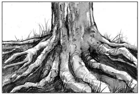TOS_Tree_Roots_web.jpg thumbnail