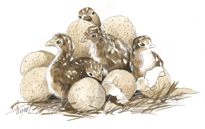 Turkey Chicks