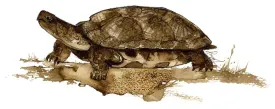 TOS_Turtle_Shells_web.jpg thumbnail