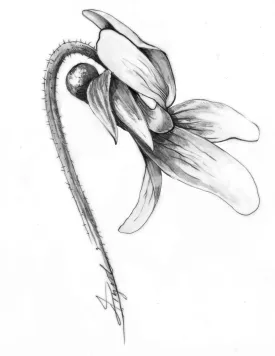 Violet Blossom thumbnail