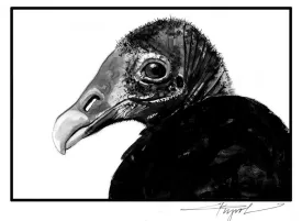 TOS_Vulture_Nostril_web.jpg thumbnail