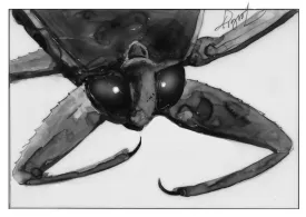 Giant water bug thumbnail