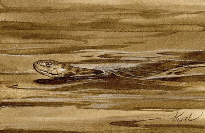 TOS_Water_Snake_web.jpg