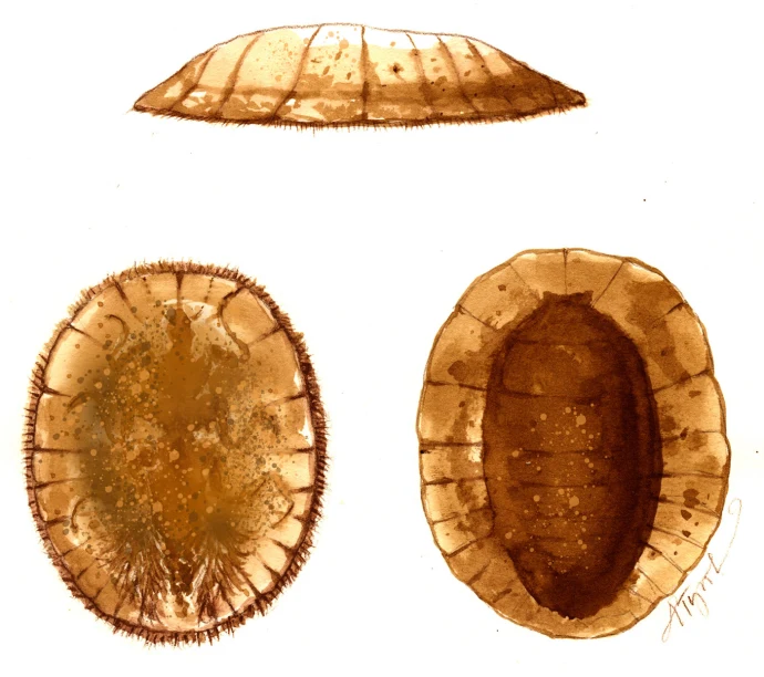 Waterpennies