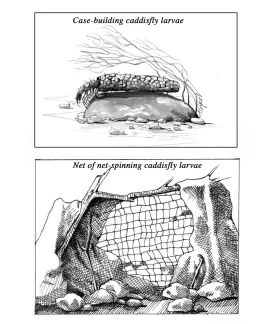 Winter caddisflies thumbnail