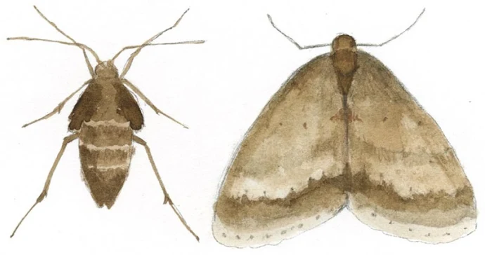 TOS_Winter_Moths_web.jpg