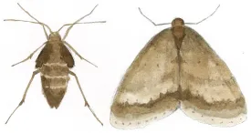 TOS_Winter_Moths_web.jpg thumbnail