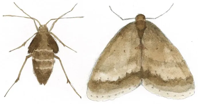 TOS_Winter_Moths_web.jpg