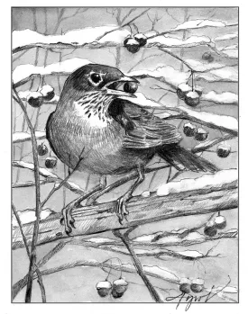 Winter Robin thumbnail