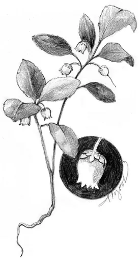 TOS_Wintergreen_web.jpg thumbnail