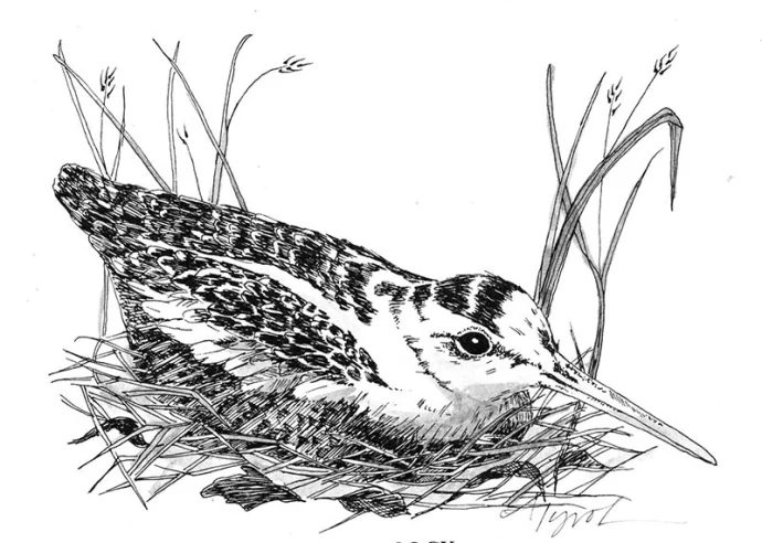 Woodcock