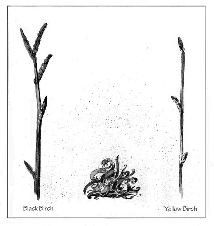TOS_birch_tea2_web.jpg