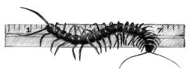 TOS_centipede_web.jpg thumbnail