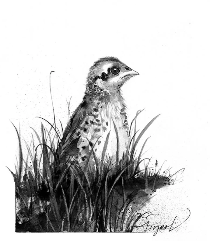 TOS_grouse_fledgling_web.jpg