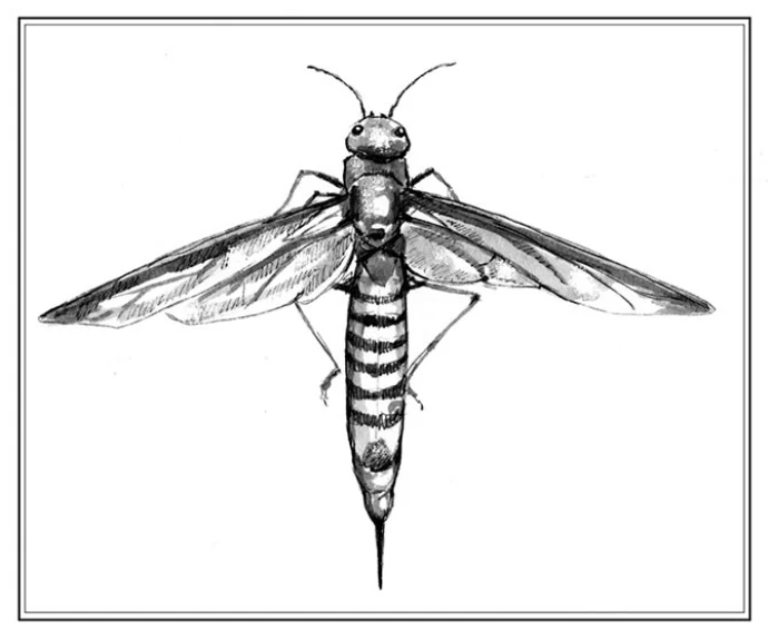 TOS_horntail_w.jpg