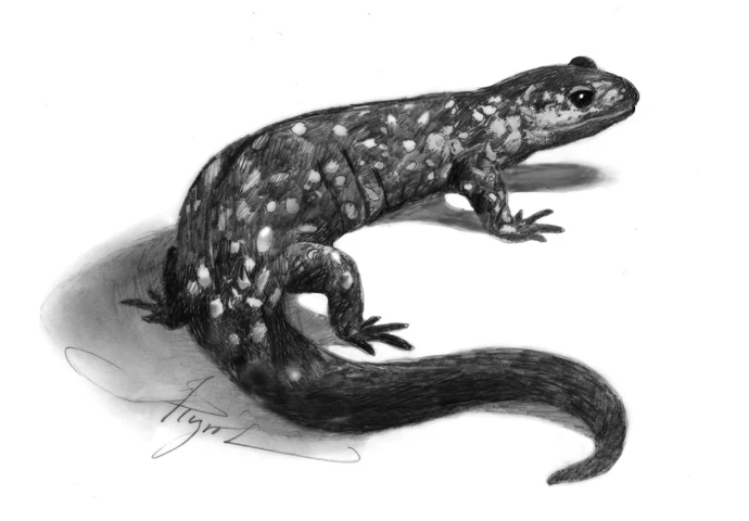 Hybrid Salamander