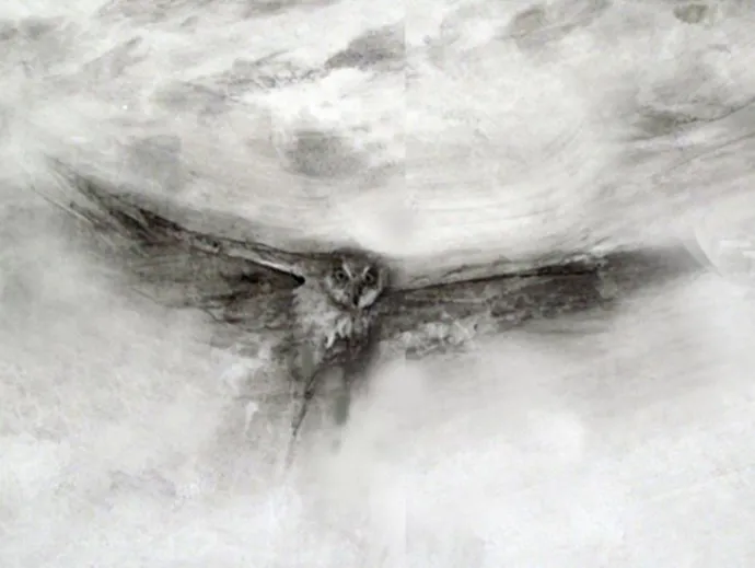 TOS_saw_whet_owl_migration_w.jpg