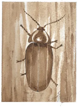 TOS_winter-lightning-bug-web.jpg thumbnail