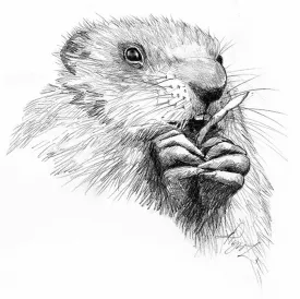 TOS_woodchuck_web.jpg thumbnail