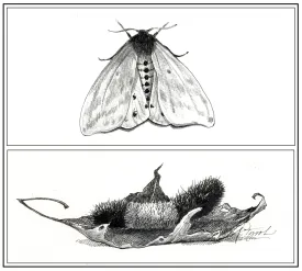 Woolly Bear thumbnail