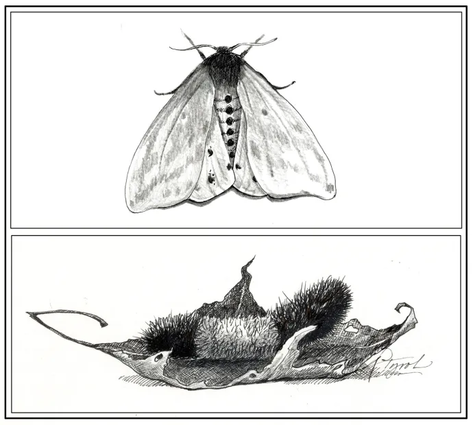 Woolly Bear