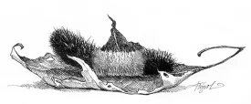 TOS_woolybear_w.jpg thumbnail