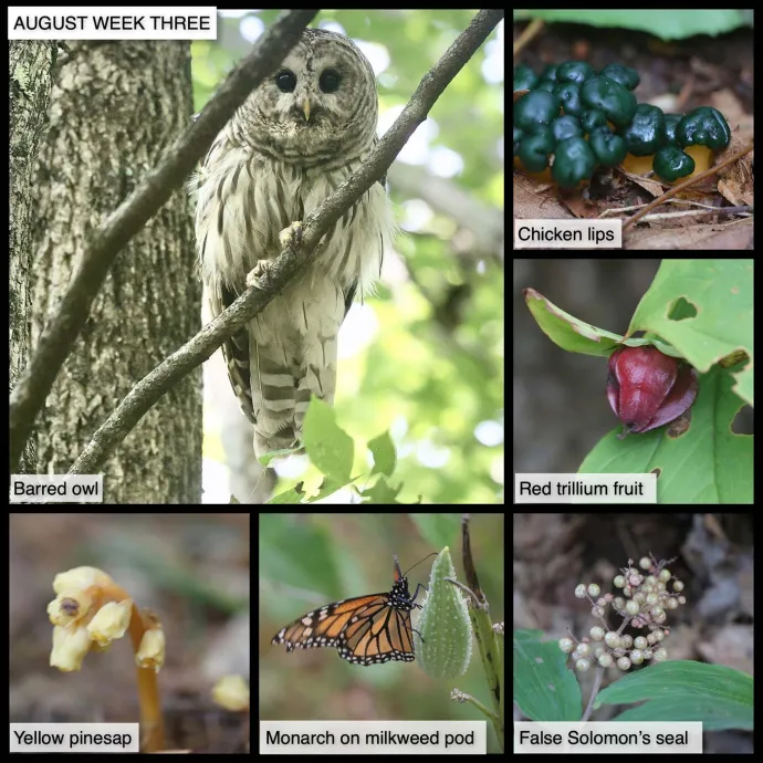 August Nature