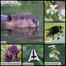 August Week Two thumbnail