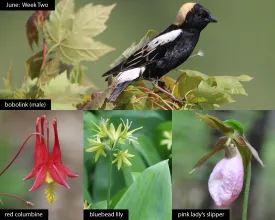 TWITW_June_Week_Two_2026_Collage.jpg thumbnail