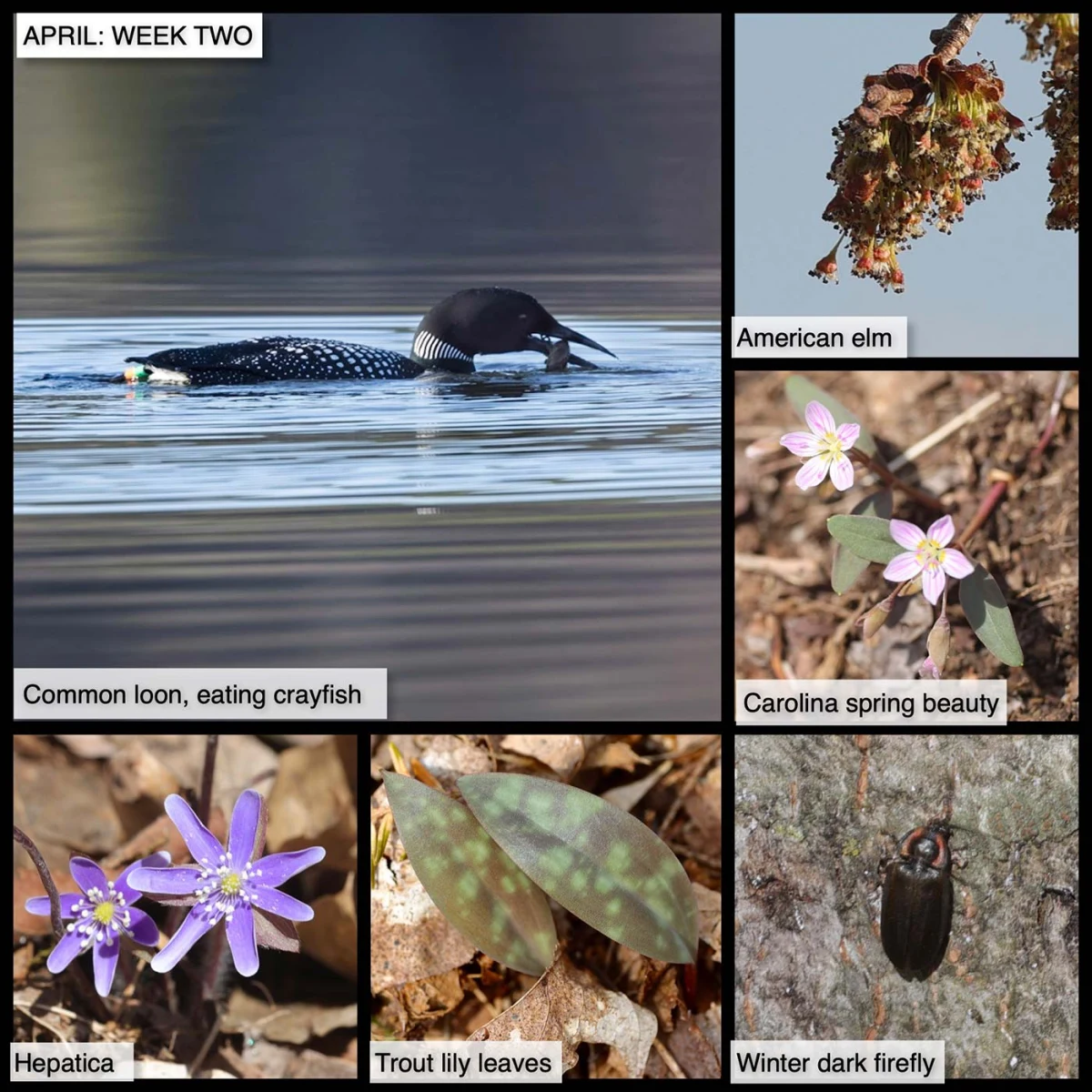 April Week Two