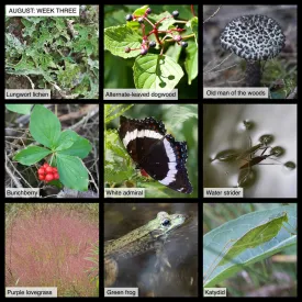 August Nature thumbnail