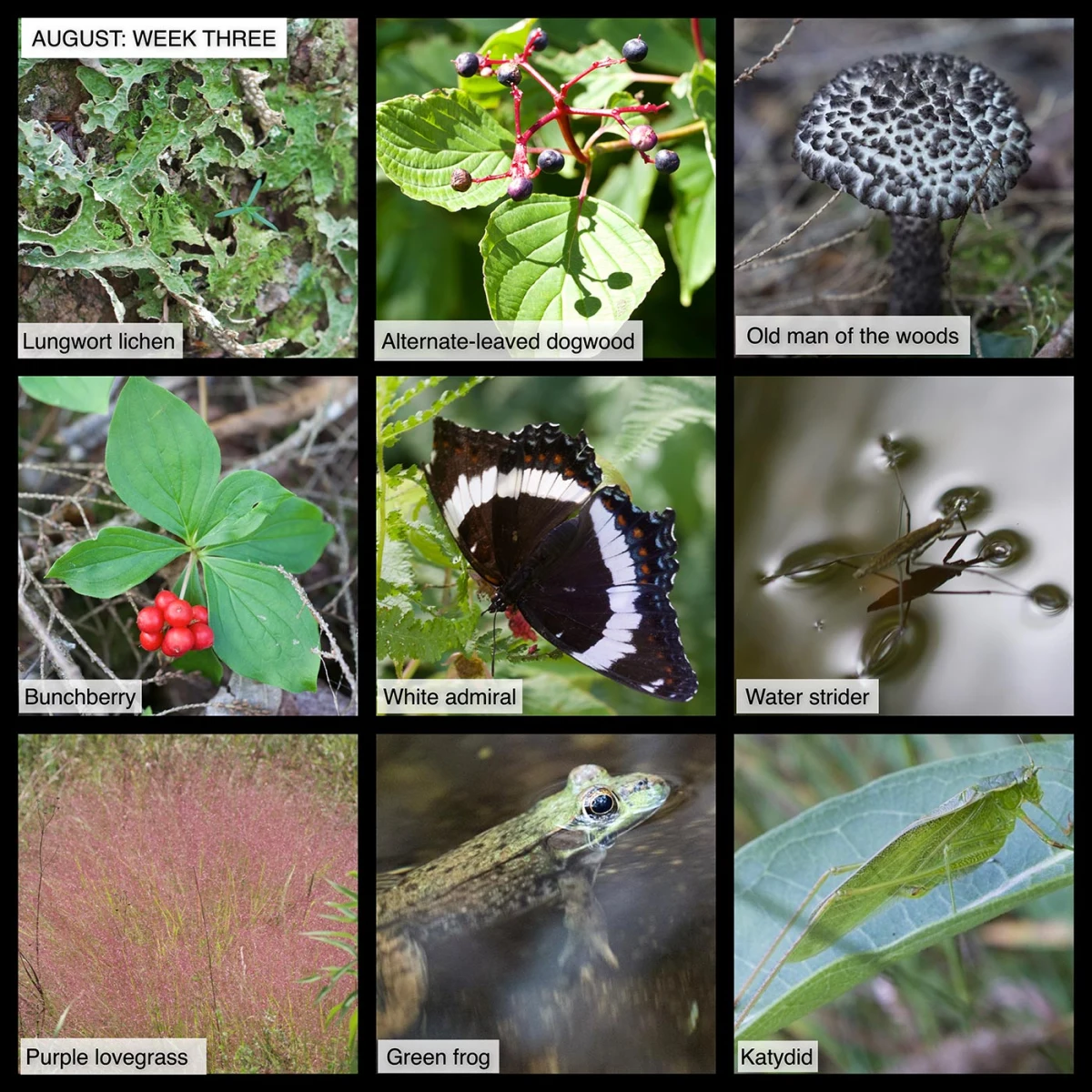 August Nature