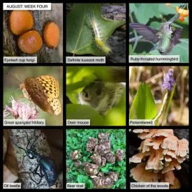 August Nature thumbnail
