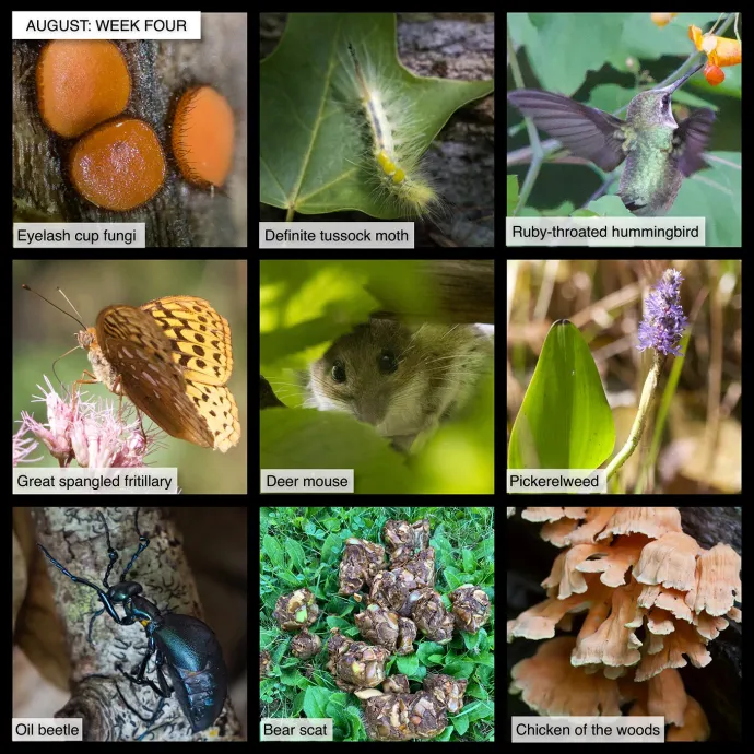 August Nature