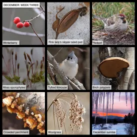 December nature thumbnail