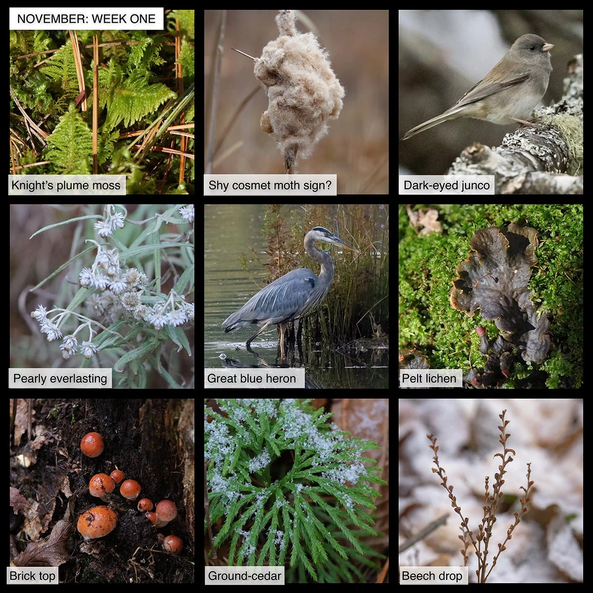 November nature
