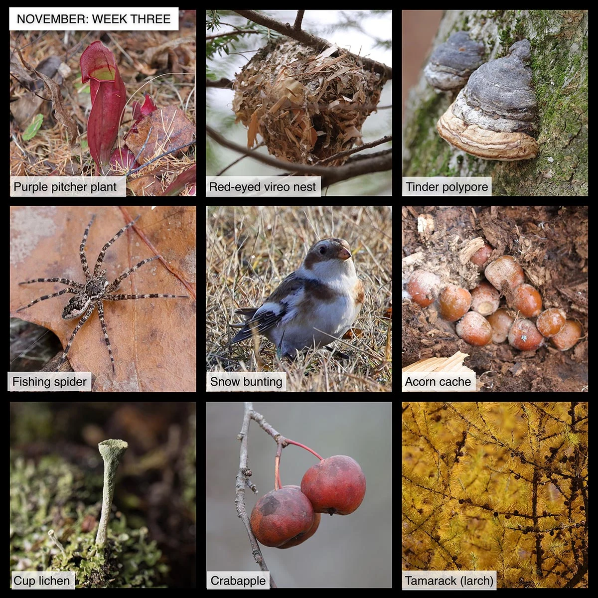 November nature