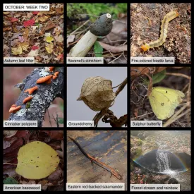 October Nature thumbnail