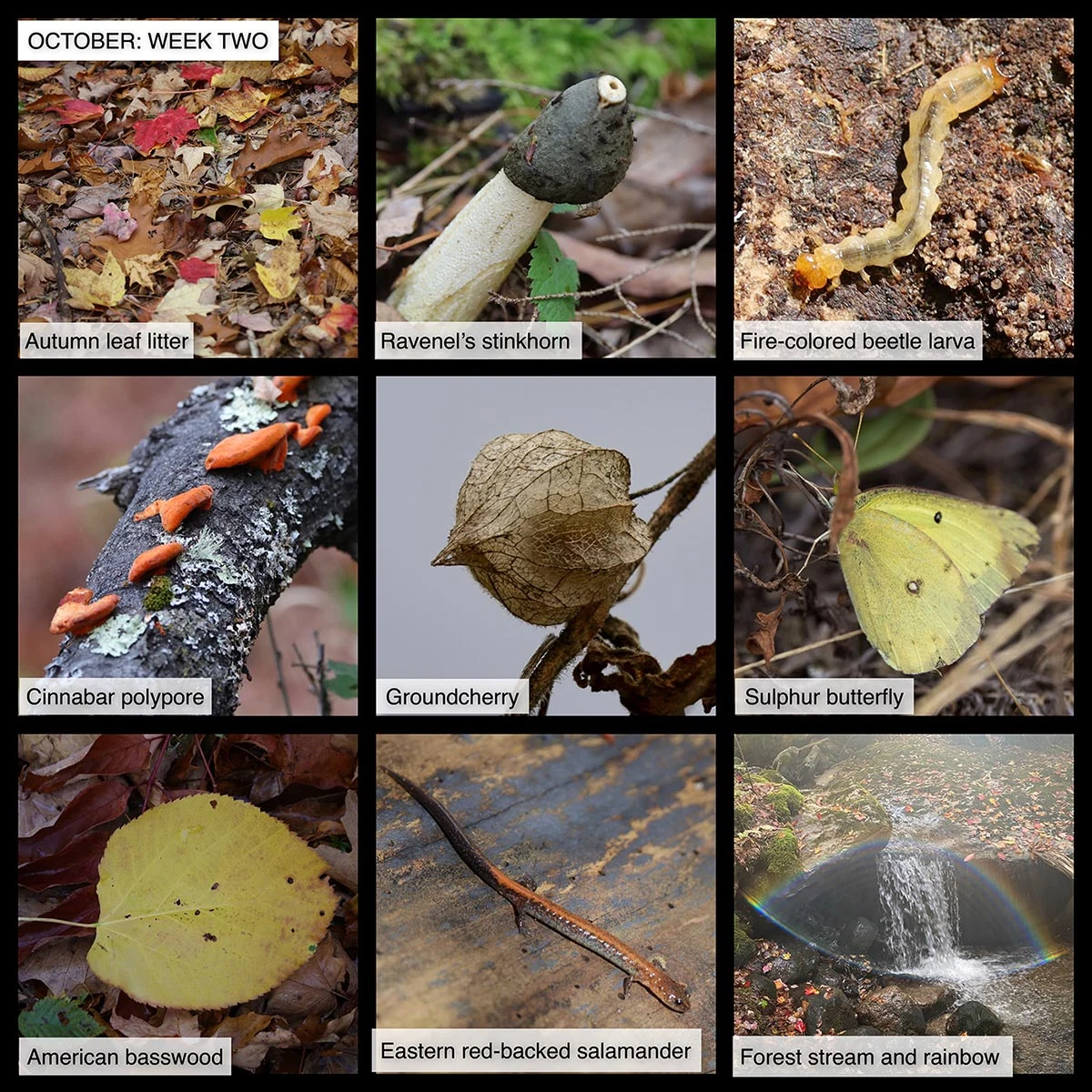 October Nature