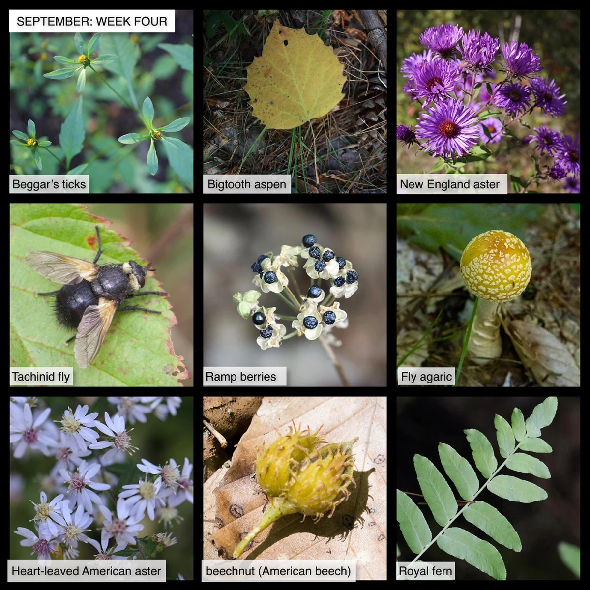 September nature
