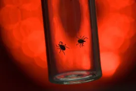 Terrible Ticks thumbnail