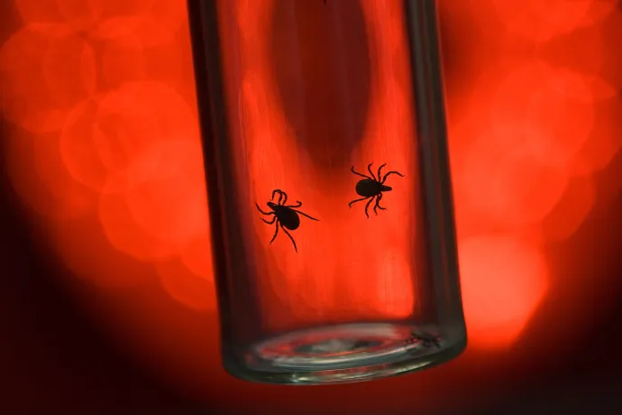 Terrible Ticks