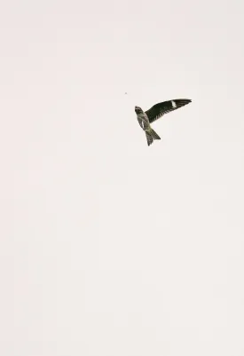Nighthawk thumbnail