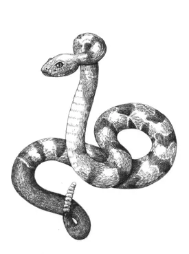 Timber_rattlesnake.jpg thumbnail