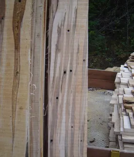 Tricks_of_Trade_tapping_trees_credit_Michael_Farrell.jpg thumbnail