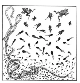 Vernal_pools.jpg thumbnail