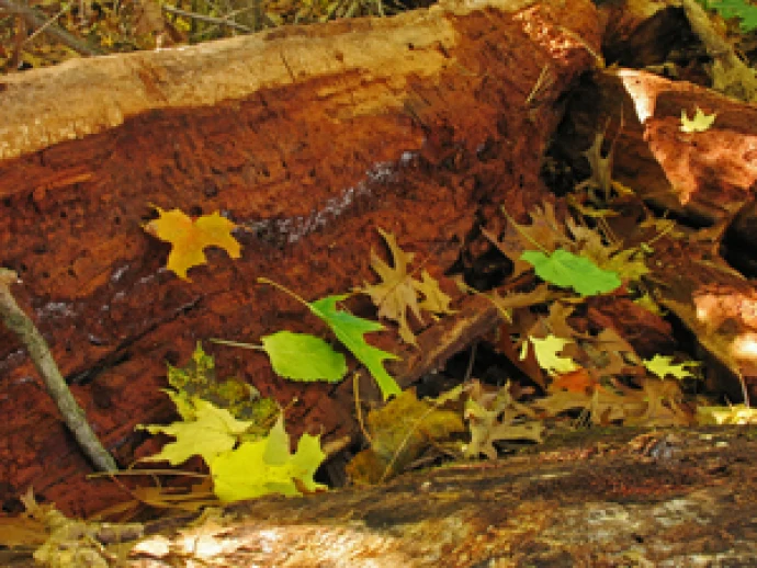 Woody Debris 2