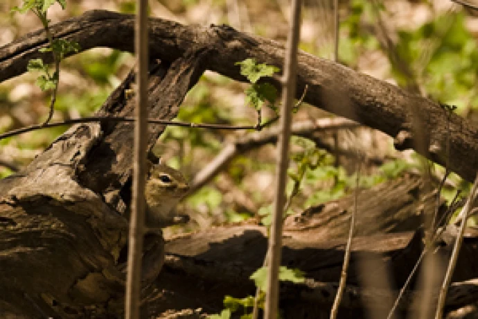 Woody Debris
